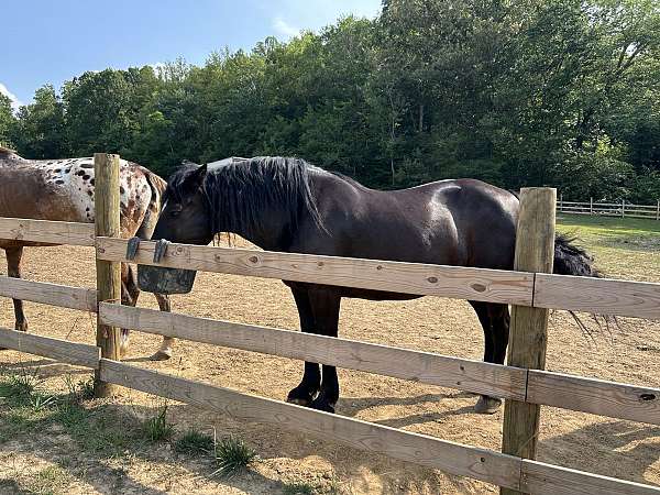 draft-mare