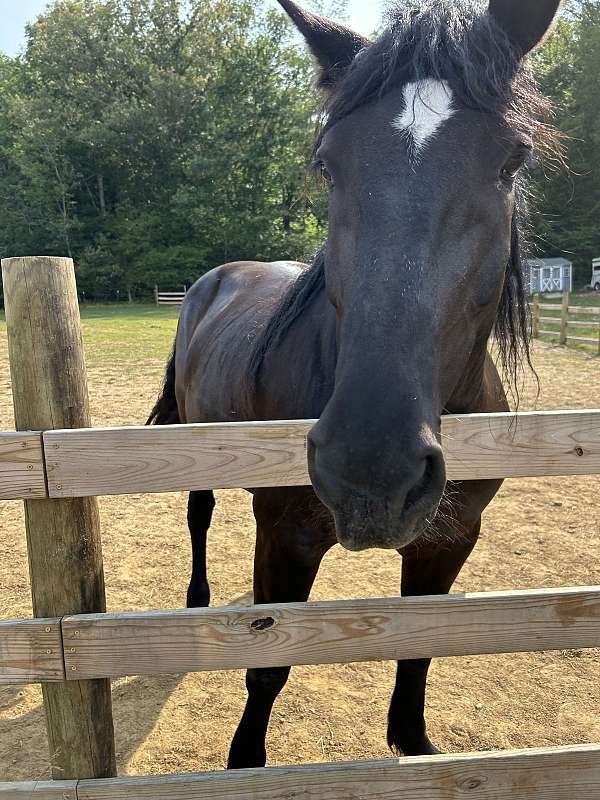 draft-horse-for-sale