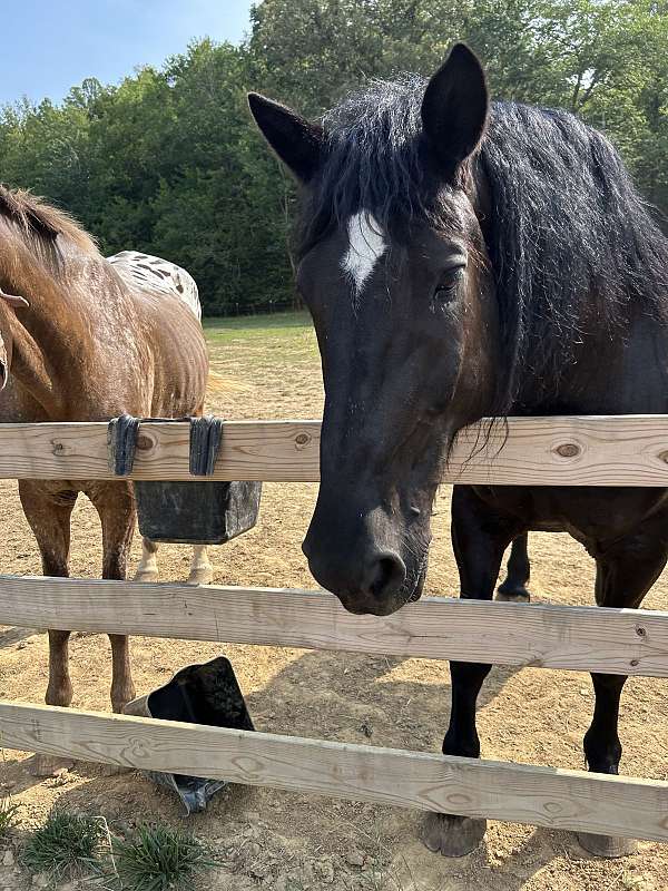 draft-horse