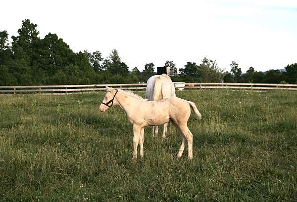 cremello-racehorse
