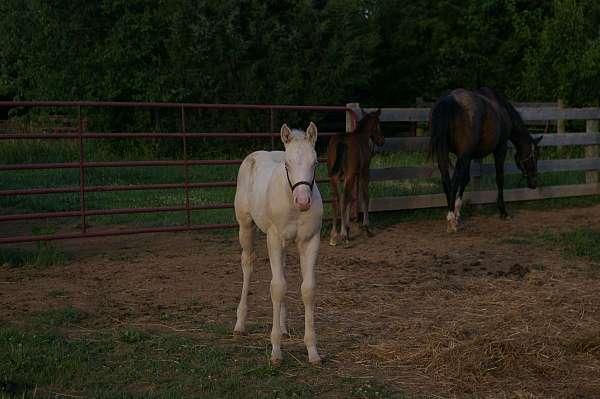 cremello-ra-horse