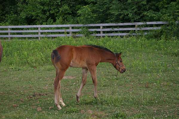 bay-star-hind-left-sock-horse