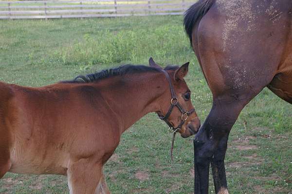 star-hind-left-sock-horse