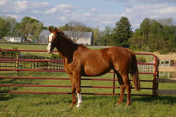 blaze-horse