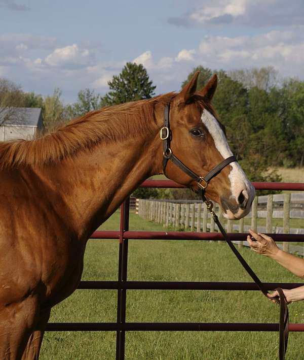 chestnut-front-left-stocking-horse