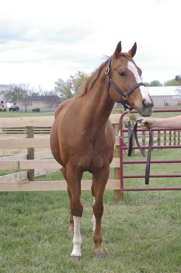 chestnut-overo-racing-horse