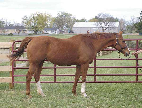 chestnut-overo-sport-horse