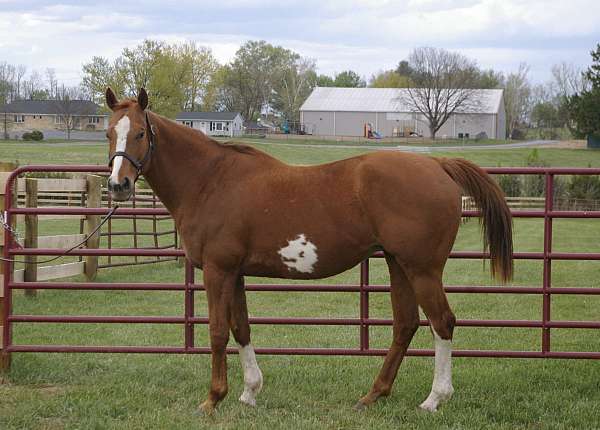 chestnut-overo-racehorse