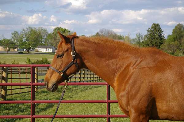 hind-right-sock