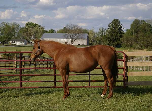 star-horse
