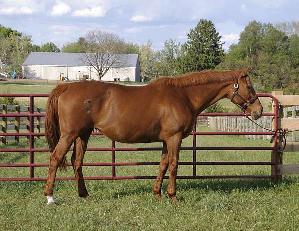 hind-right-sock-horse
