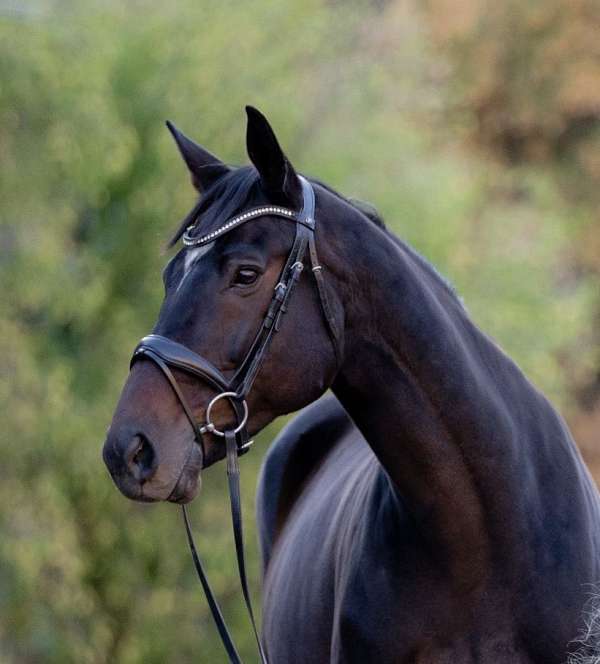 thoroughbred-gelding