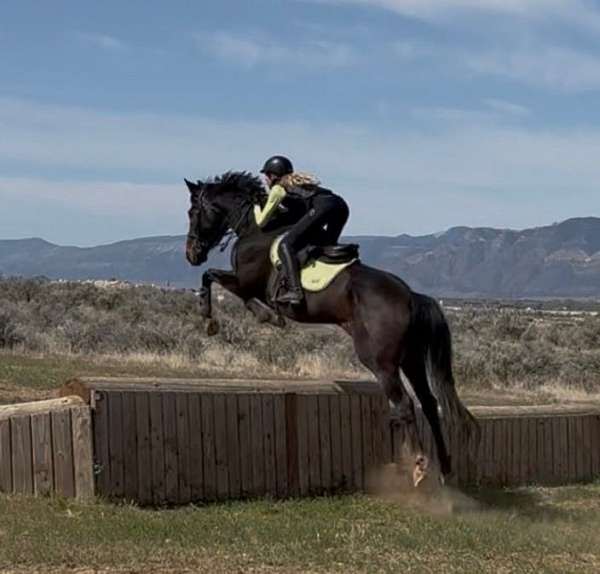 thoroughbred-horse-for-sale