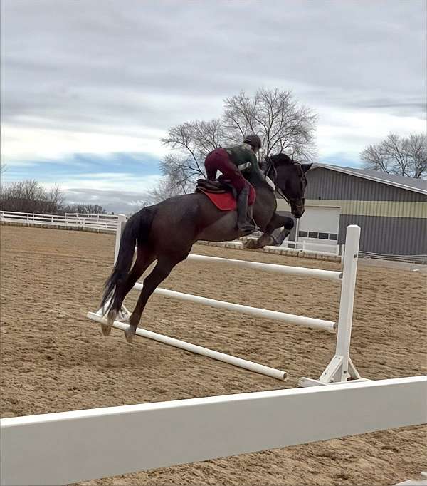 thoroughbred-horse