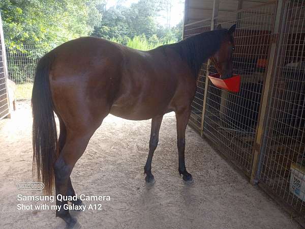 henrythenavigator-horse