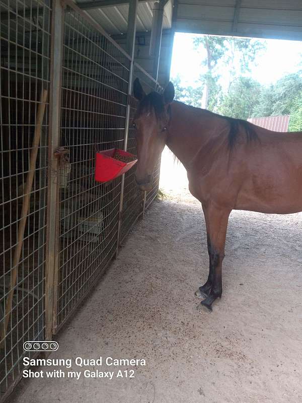 henrythenavigator-filly