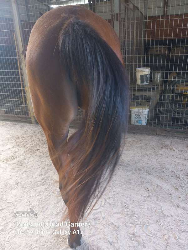 track-filly