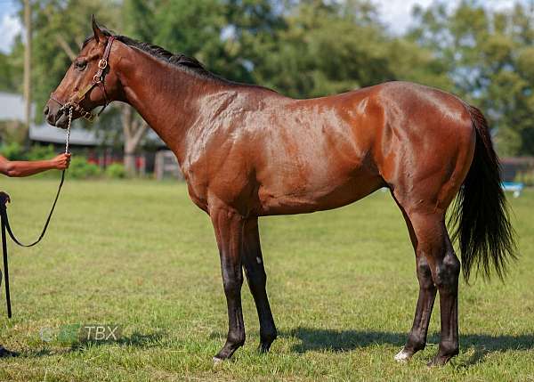 racing-stallion-female