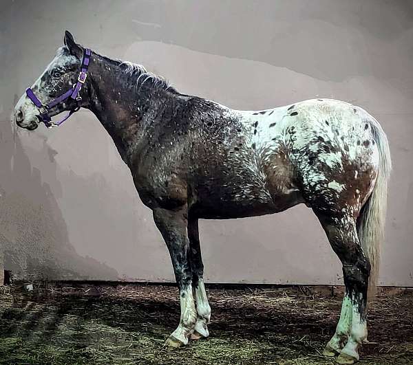 white-with-spots-over-back-hipsstar-stripe-sniplf-partial-stockinglh-partial-stockingrf-horse