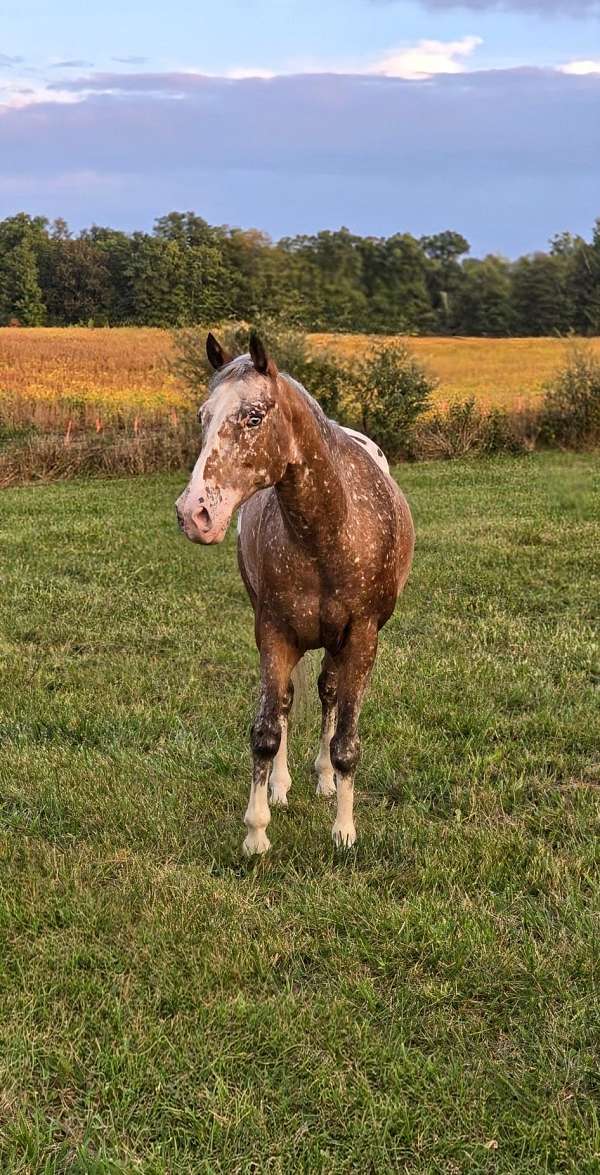 red-roan-white-with-spots-over-back-hipsstar-stripe-sniplf-partial-stockinglh-partial-stockingrf-hor