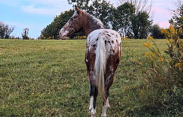 red-roan-white-with-spots-over-back-hipsstar-stripe-sniplf-partial-stockinglh-partial-stockingrf-hor