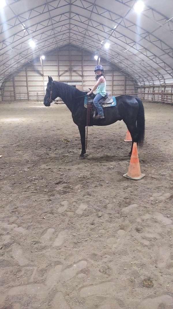 black-none-horse