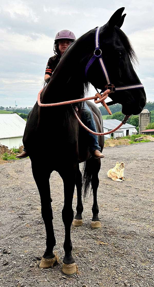 all-around-morgan-horse