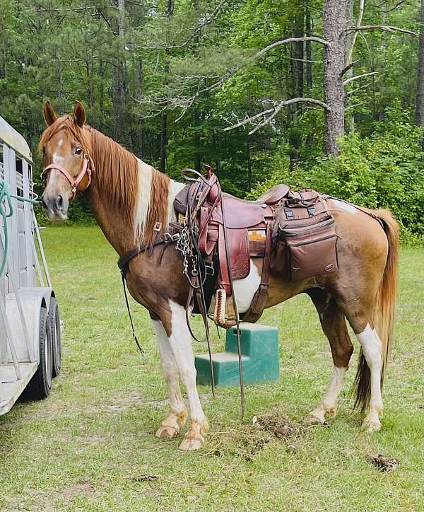 tennessee-walking-gelding