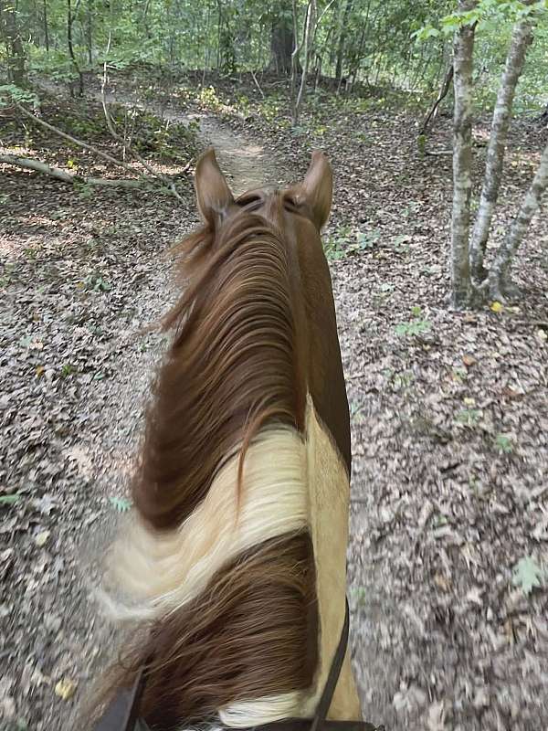 backed-tennessee-walking-horse