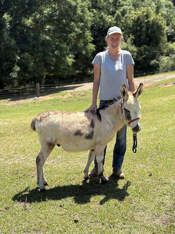 breeding-donkey