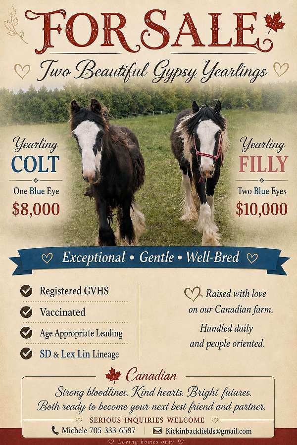 gypsy-vanner-filly
