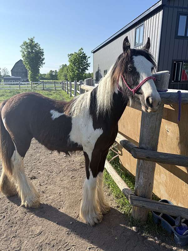 gypsy-vanner-horse-for-sale
