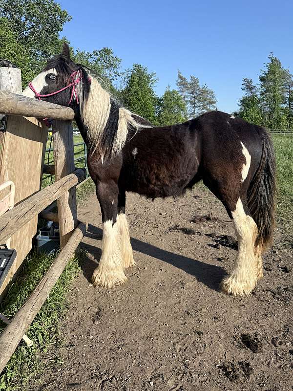 gypsy-vanner-horse