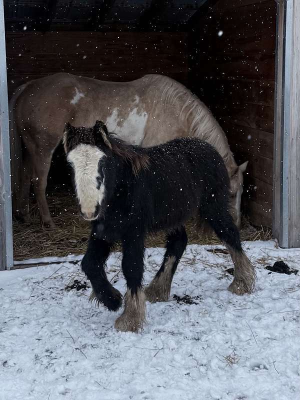gypsy-vanner-horse-for-sale