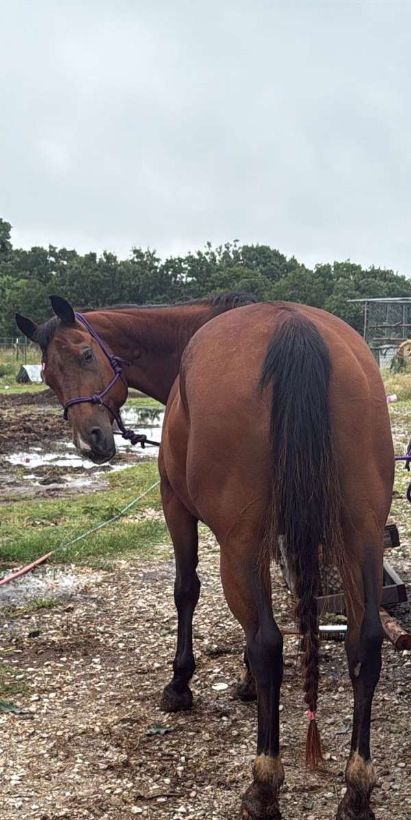 reining-quarter-horse
