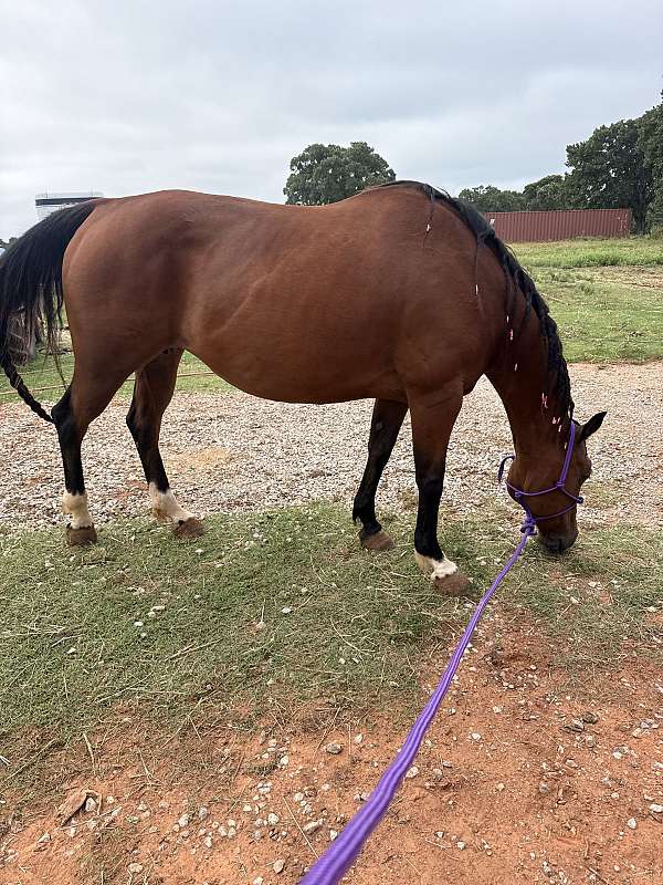 cow-bred-quarter-horse