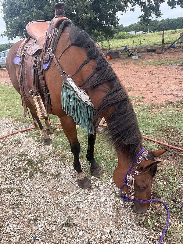 gentle-quarter-horse