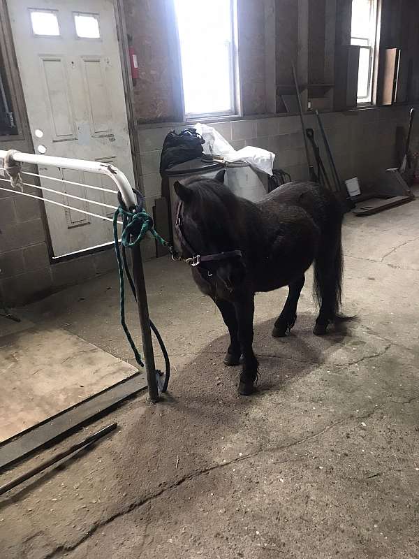 friesian-miniature-horse