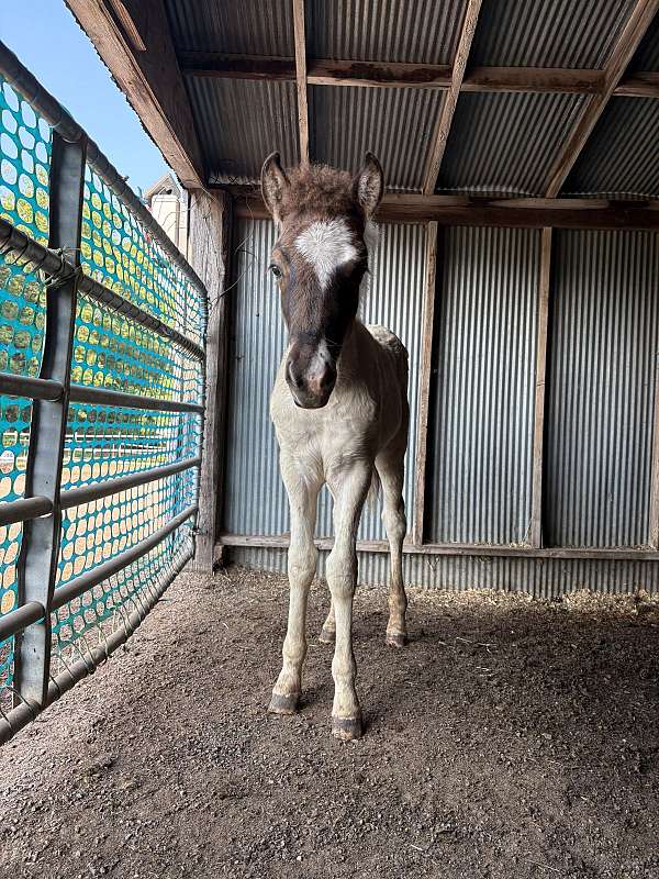 black-icelandic-colt