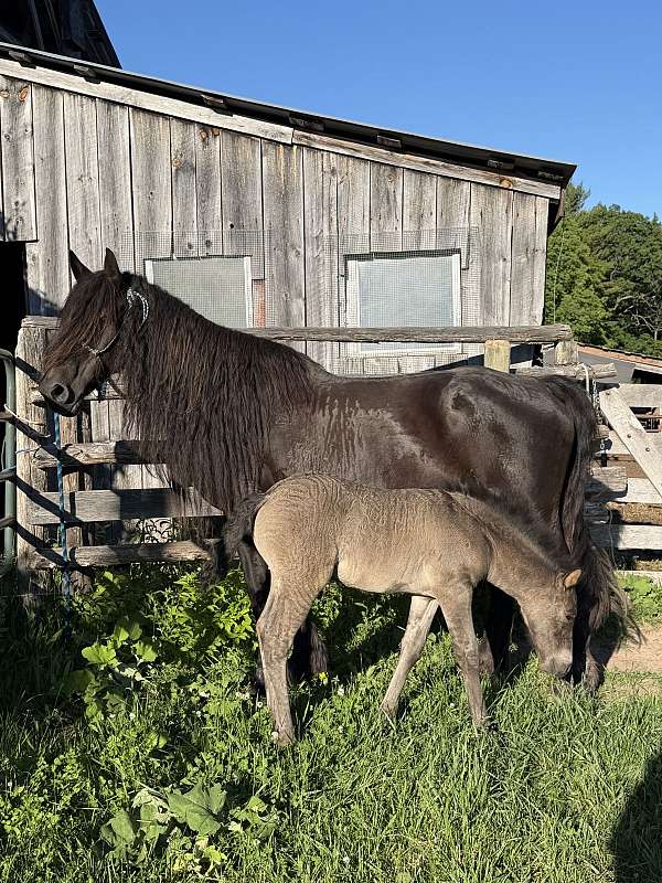 none-horse