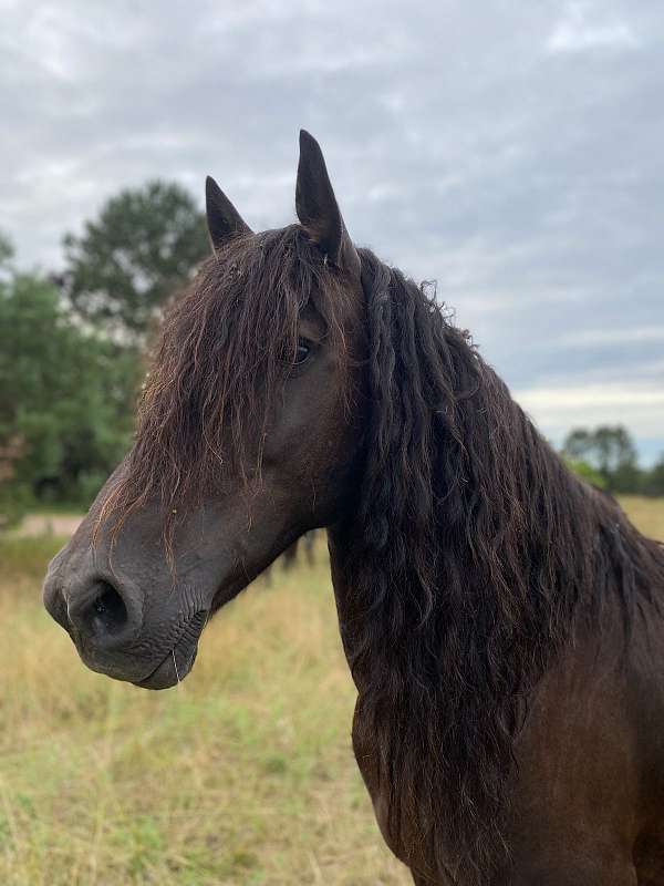 black-none-horse