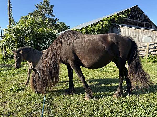 friesian-horse
