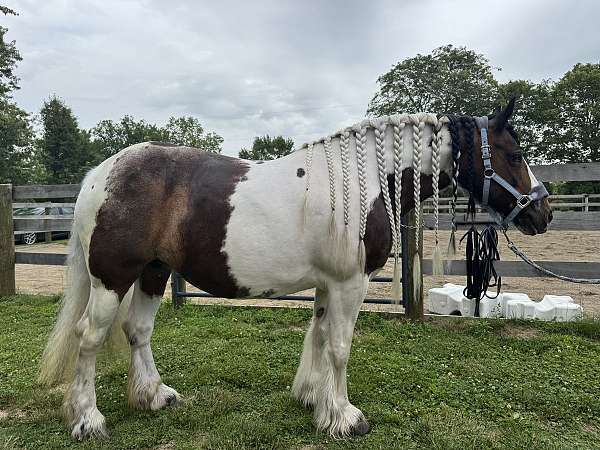 bonds-gypsy-vanner-horse