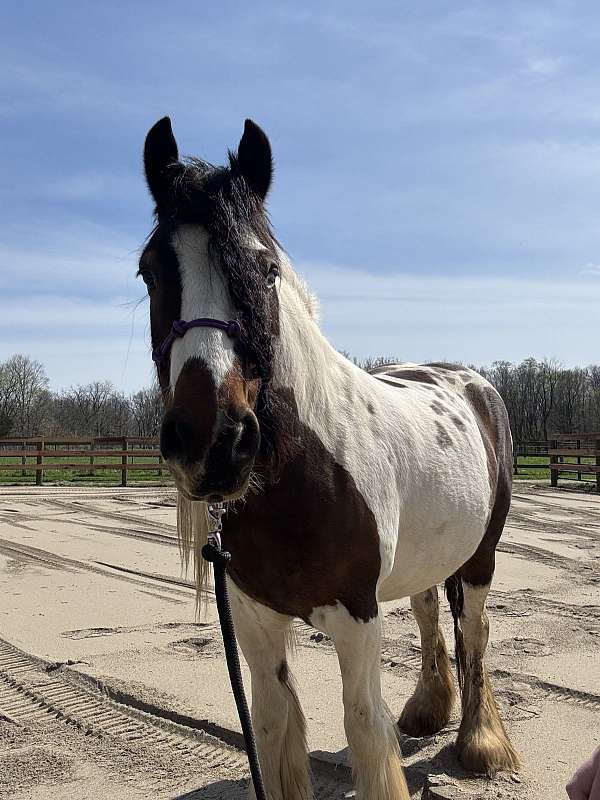 foundered-gypsy-vanner-horse