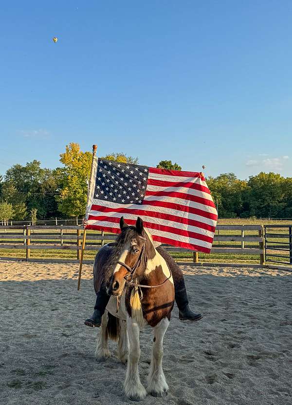 needs-work-gypsy-vanner-horse