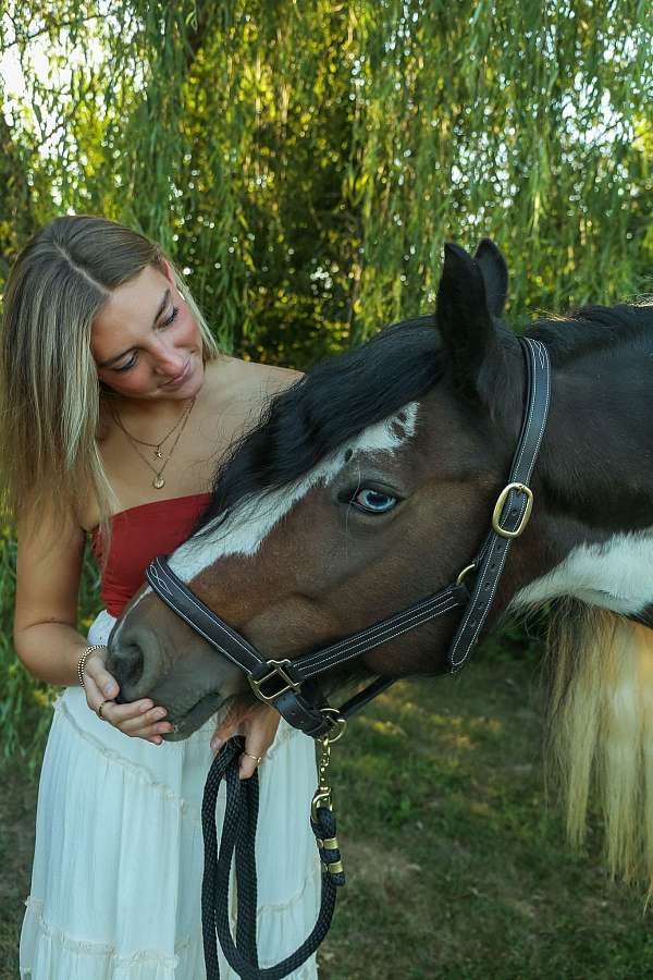 parties-gypsy-vanner-horse