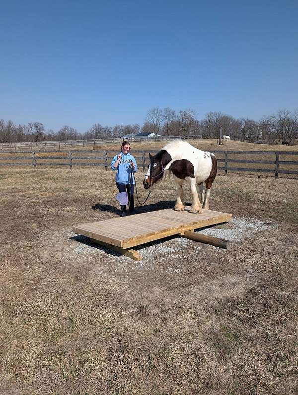 teenager-gypsy-vanner-horse