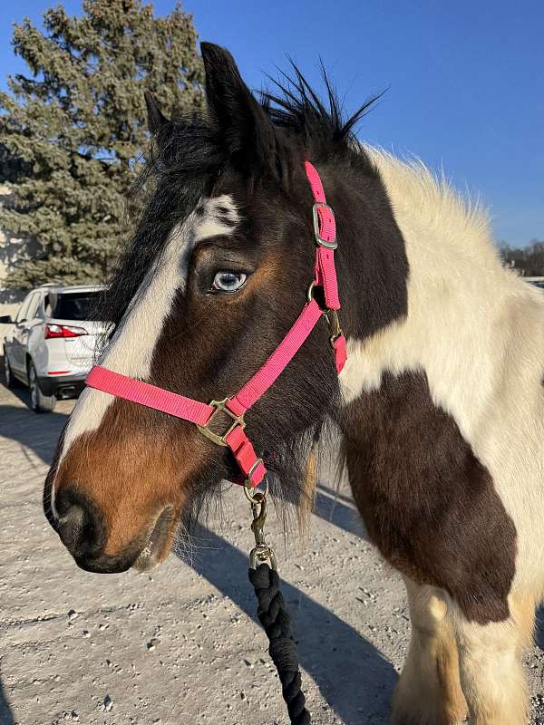 foundered-mare