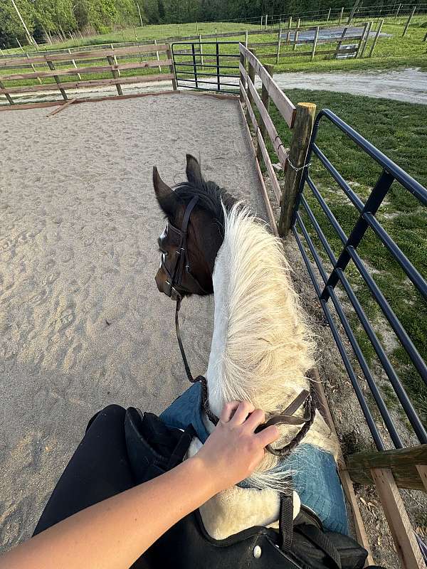 parties-mare