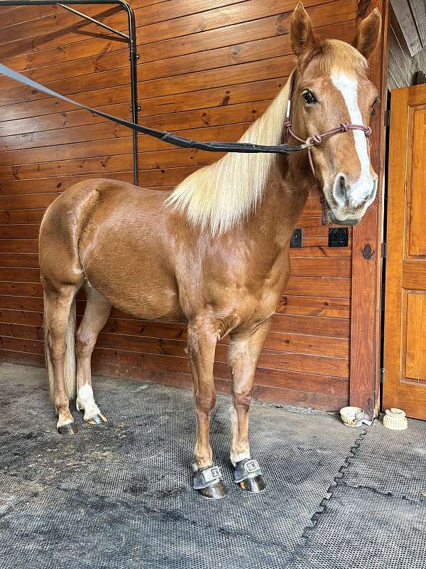 chestnut-stripe-socks-horse
